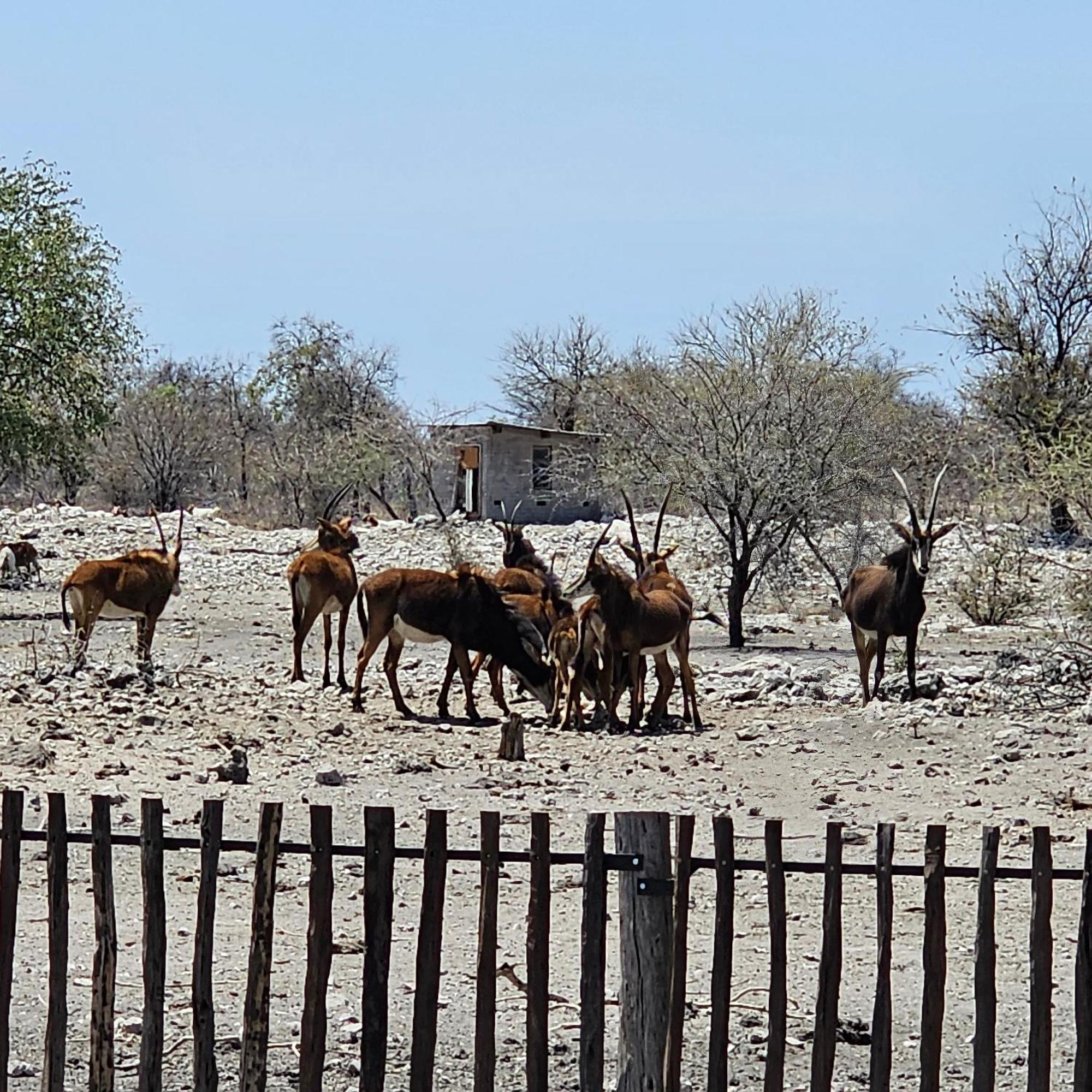 Tamboti Farm Accommodation Tsumeb Dış mekan fotoğraf