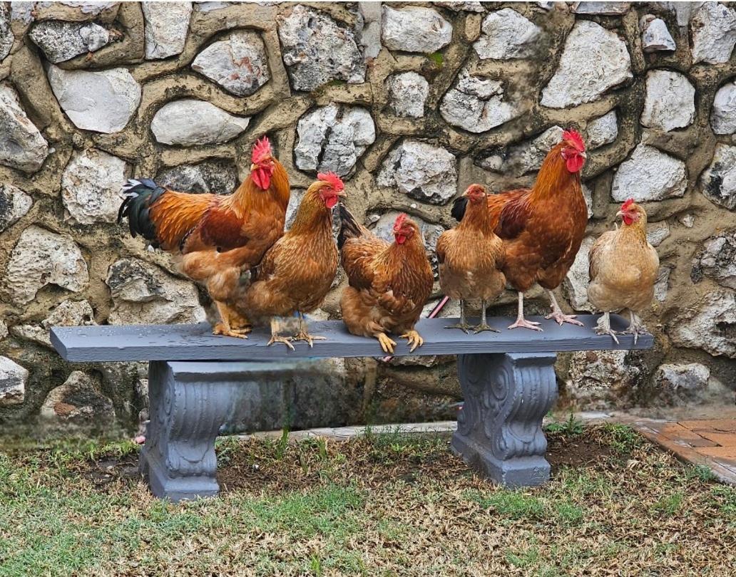 Tamboti Farm Accommodation Tsumeb Dış mekan fotoğraf